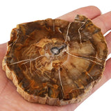 Natural Petrified Wood Stone Slab Specimen for Jewelry Making & Decor