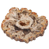 Natural Petrified Wood Stone Slab Specimen for Jewelry Making & Decor