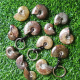 Madagascar Spotted Conch Polished Jade Pattern Ammonite Snail Keychain
