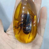 Natural Artificial Amber Real Specimen Pendant Insect Amber Wax Bumblebee