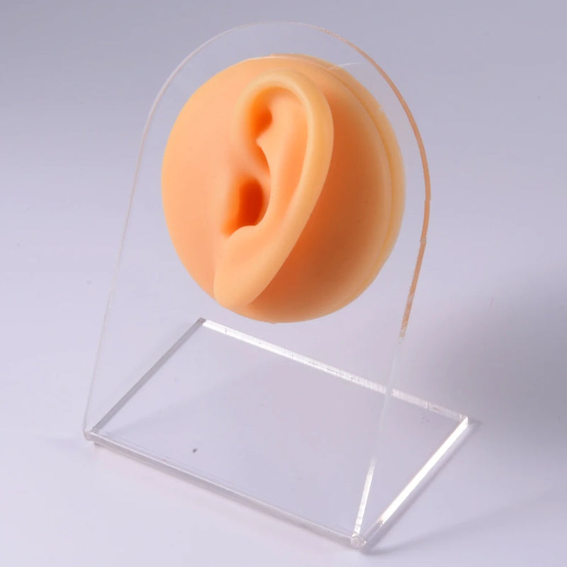 Flexible Human Ear Model Soft Silicone Display Teaching Tool