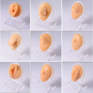 Flexible Human Ear Model Soft Silicone Display Teaching Tool