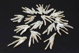Freshwater Pearl Loose Beads White/Pink DIY Jewelry