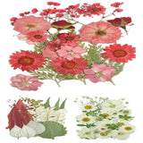 Dried Pressed Flowers for Crafts