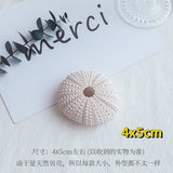 Natural Coral Shell Jewelry Photo Props
