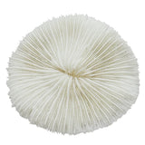 Natural Coral Shell Jewelry Photo Props