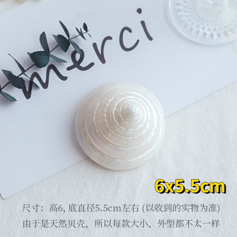 Natural Coral Shell Jewelry Photo Props