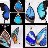 20pcs Real Butterfly Wings 3D Butterfly Specimens Mother Butterflies Wings