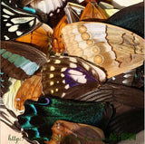 20pcs Real Butterfly Wings 3D Butterfly Specimens Mother Butterflies Wings