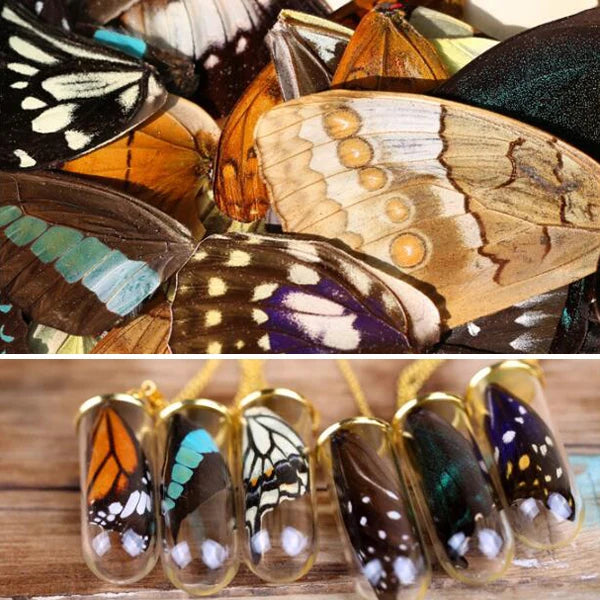 20pcs Real Butterfly Wings 3D Butterfly Specimens Mother Butterflies Wings