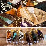 20pcs Real Butterfly Wings 3D Butterfly Specimens Mother Butterflies Wings