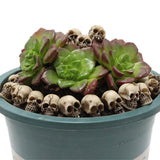 20pcs Mini Skull Model Toys Modern Funny Collection DIY Halloween Decoration