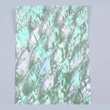 Cotton Shell Natural Craft SectorSea Shells Abalone Paua Shell Sheets