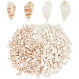 300pcs Seashell Beads 2 Styles Ocean Beach Spiral Shells Craft Charms 1mm Hole