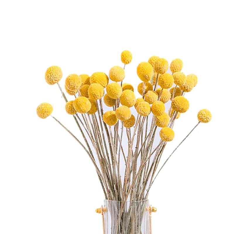 40Pcs Dried Craspedia Flowers for Wedding Home Decor
