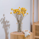 40Pcs Dried Craspedia Flowers for Wedding Home Decor