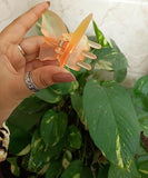 img_14446948