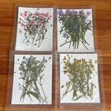 Real Pressed Dried Gypsophila Flowers 12PCS DIY Resin Jewelry Phone Case