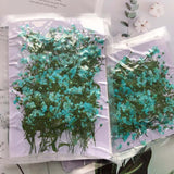 Real Pressed Dried Gypsophila Flowers 12PCS DIY Resin Jewelry Phone Case