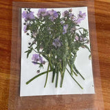 Real Pressed Dried Gypsophila Flowers 12PCS DIY Resin Jewelry Phone Case