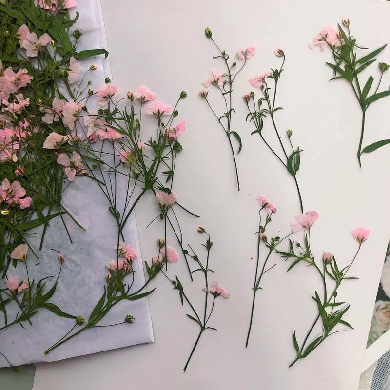 Real Pressed Dried Gypsophila Flowers 12PCS DIY Resin Jewelry Phone Case