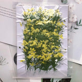 Real Pressed Dried Gypsophila Flowers 12PCS DIY Resin Jewelry Phone Case