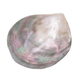5 PCS Shell 60-80mm Mother of Pearl DIY Pendants