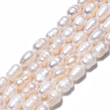5 Strands Freshwater Pearl Beads Oval 8.5-12x6.5-7.5mm
