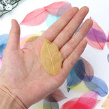 50 Pcs Mixed Natural Skeleton Leaves for Jewelry Making