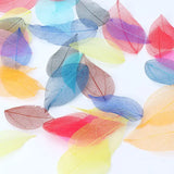 50 Pcs Mixed Natural Skeleton Leaves for Jewelry Making