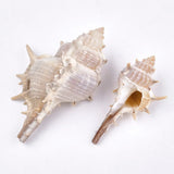 500g Conch Shell Beads for Jewelry Making DIY Crafts Antique