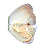 5Pcs Freshwater Mussels Oysters with Cultured Pearl DIY Jewelry Gift Accessory