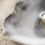 5Pcs Freshwater Mussels Oysters with Cultured Pearl DIY Jewelry Gift Accessory