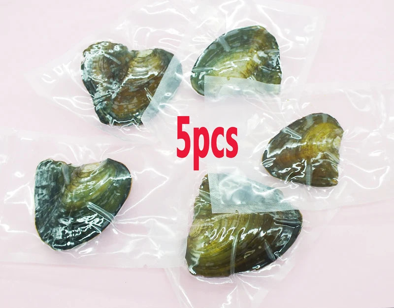 5pcs Freshwater Pearl Oysters, Breeding for 3 Years, 6-7mm Pearls