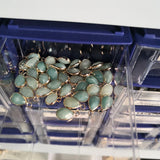 5pcs Amazonite Mineral Stone Water Drop Pendants for Jewelry Making