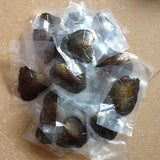 5pcs Vacuum-pack Oyster Wish Pearls, 6-7 mm Oval Twins Pearl, Mixed Colors