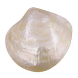 Natural Light Yellow Mother of Pearl Sea Shell Dish Home Decor