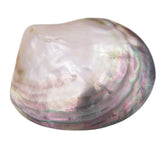 Natural Seashells Mother of Pearl Sea Shell Dish Home Decor