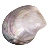 Natural Seashells Mother of Pearl Sea Shell Dish Home Decor