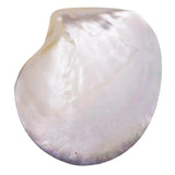 Natural Seashells Mother of Pearl Sea Shell Dish Home Decor