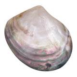 Natural Seashells Mother of Pearl Sea Shell Dish Home Decor