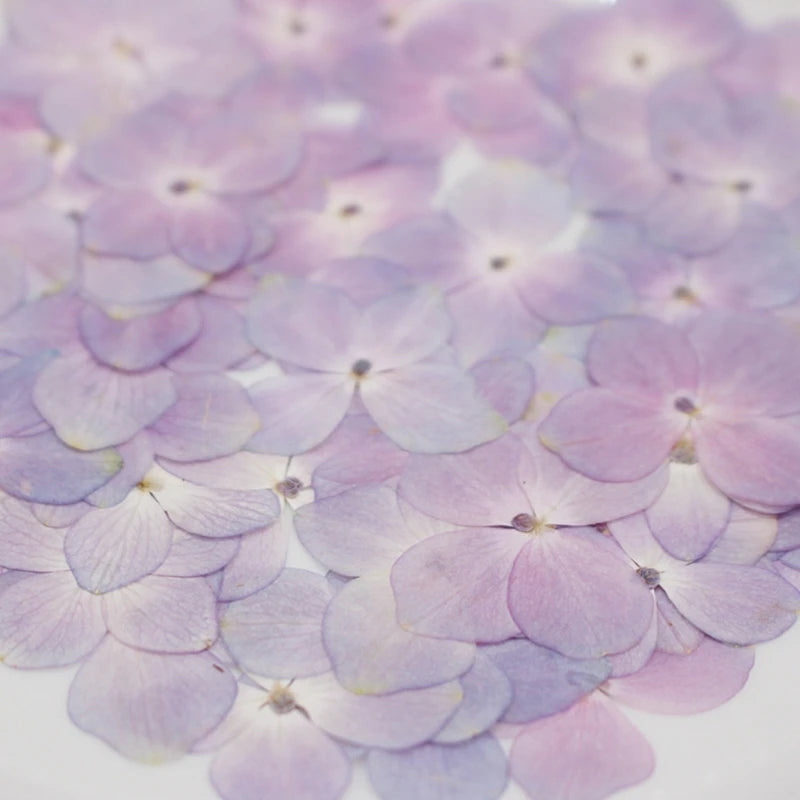 60 Pcs/Set Natural Pink Purple Hydrangea DIY Dried Flowers