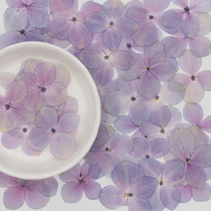 60 Pcs/Set Natural Pink Purple Hydrangea DIY Dried Flowers