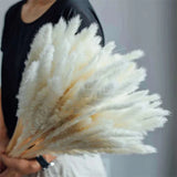 60Pcs White Pampas Grass 17.72Inch for Wedding Decor