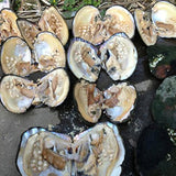 img_16048905