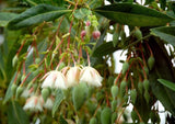 img_18469371