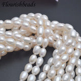 7x8mm Natural Freshwater Pearl Rice Shape Loose Beads 5 Strands/lot