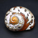 70x85mm Hermit Crab Shell Crafts Ornament