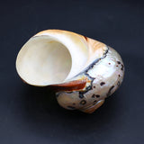 70x85mm Hermit Crab Shell Crafts Ornament