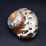 70x85mm Hermit Crab Shell Crafts Ornament